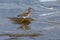 Sandpiper, Wood sandpiper in Shallow Water Tringa glareola