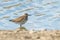 Sandpiper, Wood sandpiper in Shallow Water Tringa glareola Wader Bird Sandpiper