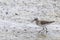 Sandpiper, Wood sandpiper Tringa glareola Wader Bird Sandpiper