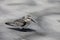 Sandpipers on Atlantic coast