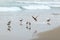 Sandpipers on the beach