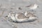 Sandpipers on Beach in Avalon, New Jersey