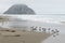 Sandpipers on the beach at Morro Rock