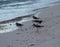 Sandpipers On Cuban Beach