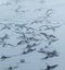 Sandpipers in Flight