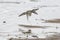 Sandpipers flight over bay coastline