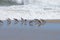 Sandpipers in a Group at the Shoreline