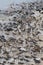 Sandpipers and Horseshoe Crabs on Delaware Beach in flight