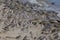 Sandpipers and Horseshoe Crabs on Delaware Beach in flight