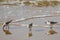 Sandpipers Sanderlings feeding on the California beach.