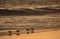 Sandpipers on seashore