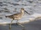 Sandpipers on the seashore