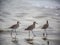 Sandpipers on the seashore