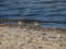 Sandpipers on Shoreline