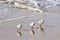 Sandpipers walking in unison on the Southern California beach.