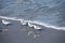 Sandpipers in the waves on the beach