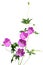 Sandrine Geranium Flower