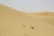 Sandscape in UAE with dead vegetation