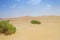 Sandscape in UAE Desert showing green vegetation