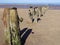 Sandsend beach wooden piles