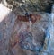 Sandstone with bushmen aka San people rock paintings at Makhaleng Valley near Malealea , Mafeteng , Lesotho