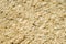 Sandstone with fossilized seashells closeup