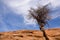 Sandstone and Juniper tree