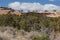 Sandstone Ledge with Pinyon Juniper Ecysytem