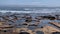 Sandstone rock formations and pothole tidepools at Botanical Beach at Juan De Fuca Provincial Park, near Port Renfrew