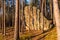 Sandstone rock in pine forest. Illuminated by sunsetting sun