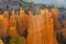 Sandstone spires and pine trees in morning sunshine, Bryce Canyon, Utah