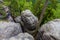 Sandstones in bohemian Switzerland