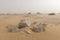 A sandstorm giving a mysterious atmosphere to the already bizarre landscapes of the White Desert National Park