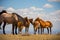 Sandwash Basin Wild Horses With Blue Sky Fluffy Clouds Background