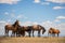 Sandwash Basin Wild Horses With Blue Sky Fluffy Clouds Background