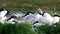 Sandwich Tern