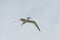 Sandwich Tern in flight.