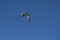 Sandwich Tern in flight, Patagonia