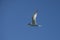 Sandwich Tern in flight, Patagonia