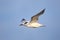 Sandwich Tern flying above Paracas Bay, Peru