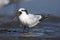 Sandwich Tern with open beak