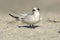 Sandwich Tern, Thalasseus sandvicensis