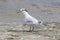 Sandwich Tern, Thalasseus sandvicensis