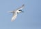 Sandwich Tern, Thalasseus sandvicensis