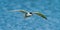 Sandwich Tern (Thalasseus sandvicensis )