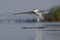 Sandwich Tern (Thalasseus sandvicensis ).