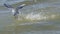 Sandwich Tern Thalasseus sandvicensis fishing.
