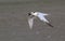 Sandwich tern (Thalasseus sandvicensis) flying with a fish.