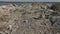 Sandwich tern Thalasseus sandvicensis. Young birds in a large colony of terns on a sandy island