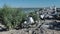 Sandwich tern Thalasseus sandvicensis. Young birds in a large colony of terns on a sandy island